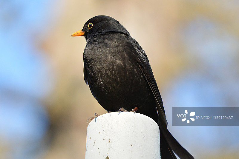 黑歌鸫栖息在木头上特写图片素材
