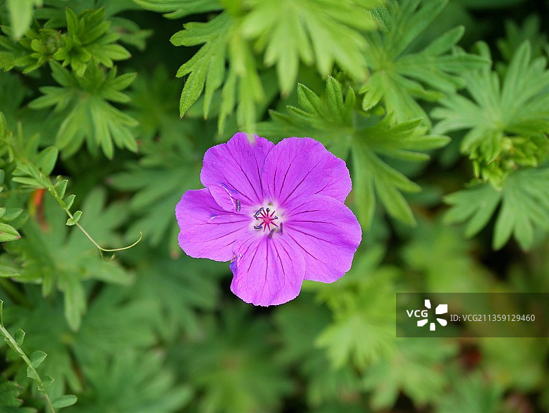 粉红色开花植物的特写图片素材