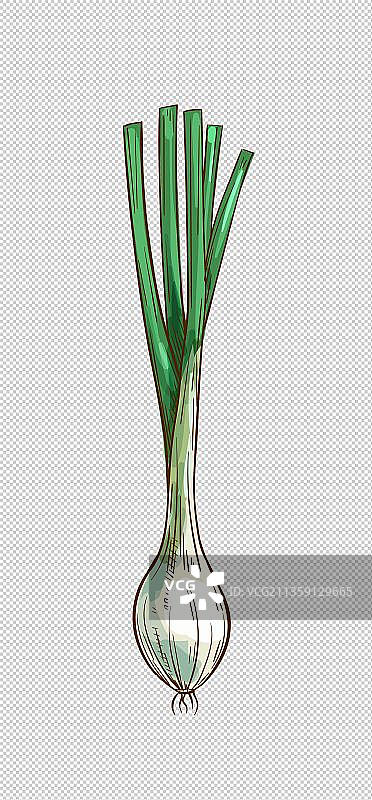 新鲜蔬菜大葱图片素材