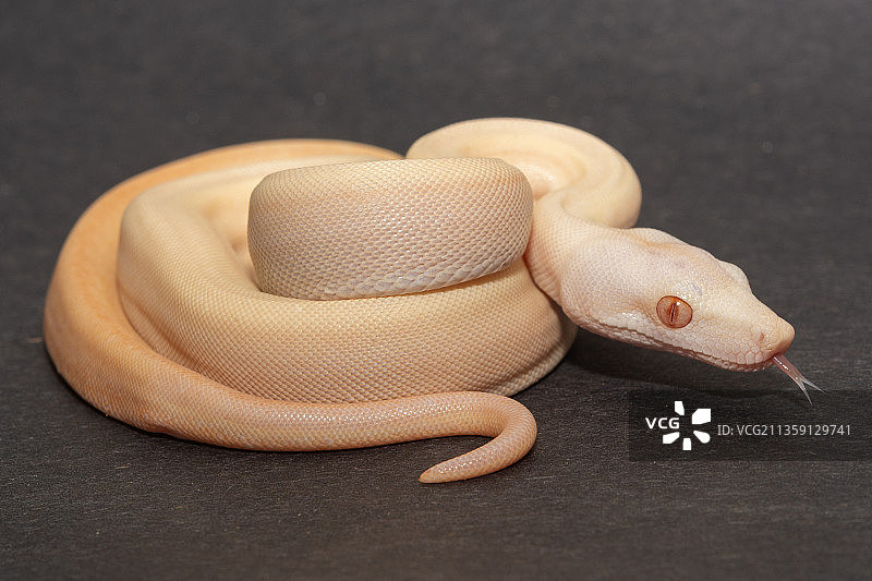 桌子上的蟒蛇特写图片素材