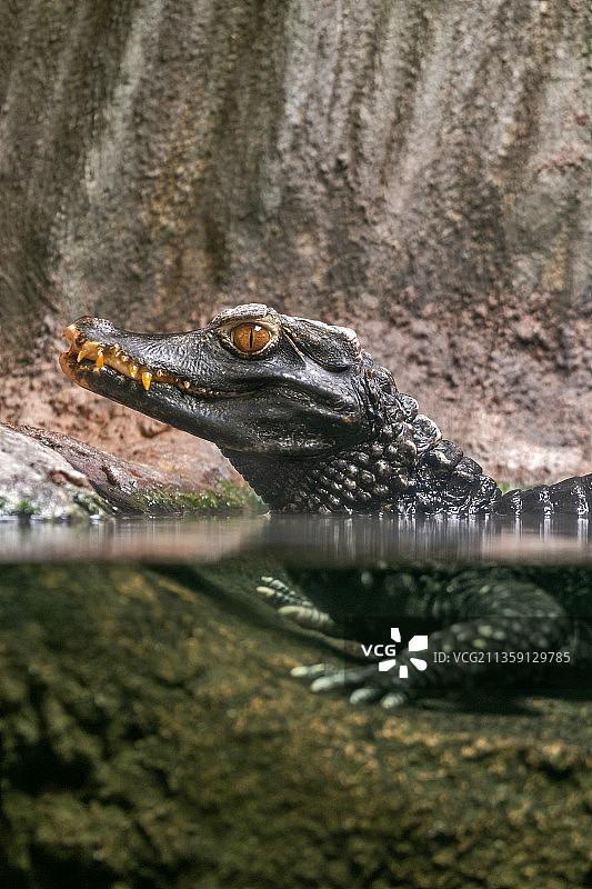 在捷克共和国湖中游泳的美洲鳄鱼特写图片素材