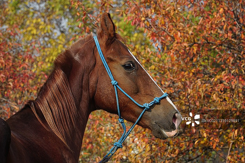 棕色纯种马站在田野上特写图片素材