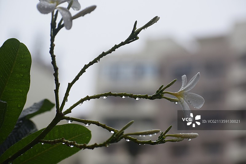 印度北方邦加济阿巴德的湿植物特写图片素材