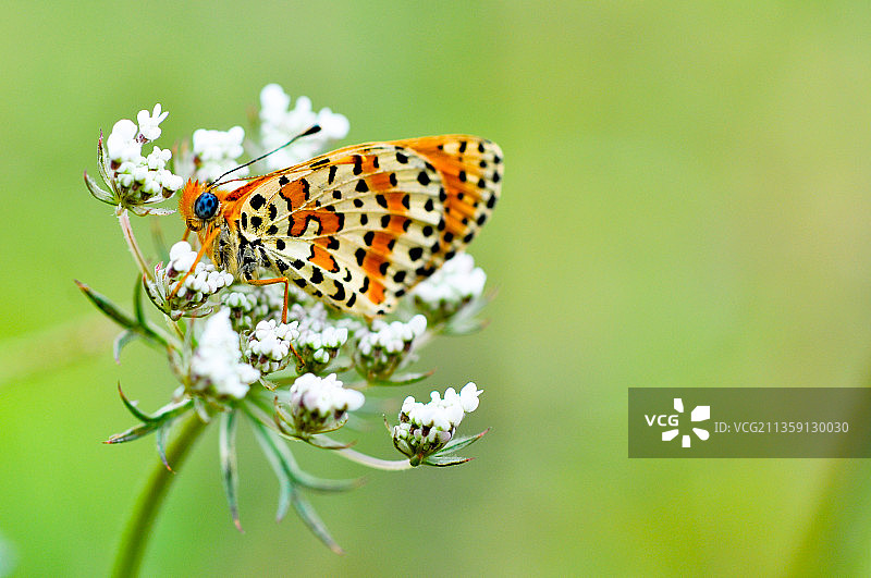 土耳其蝴蝶花朵采蜜特写图片素材