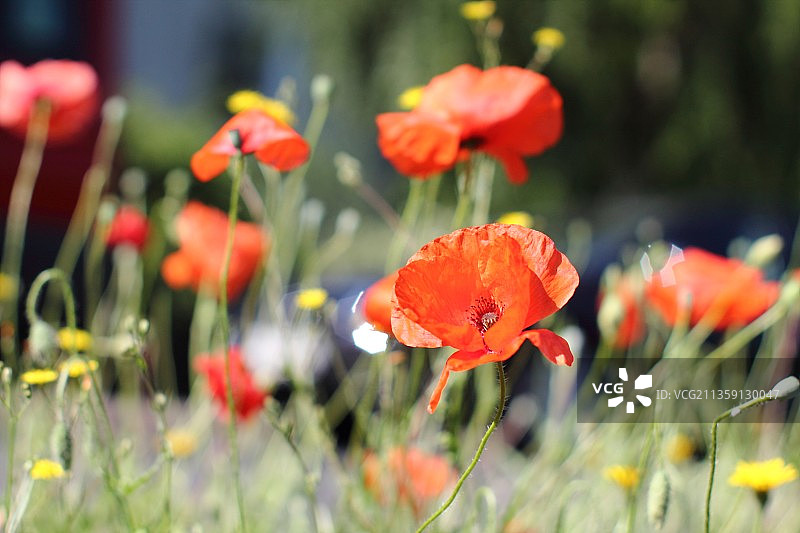 田野上的橙色罂粟花特写图片素材