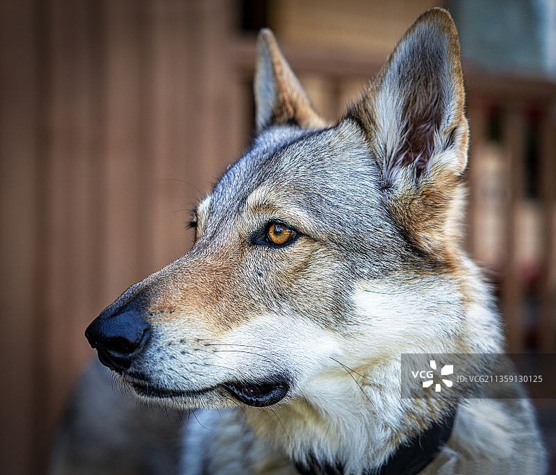 斯德哥尔摩的纯种犬特写图片素材