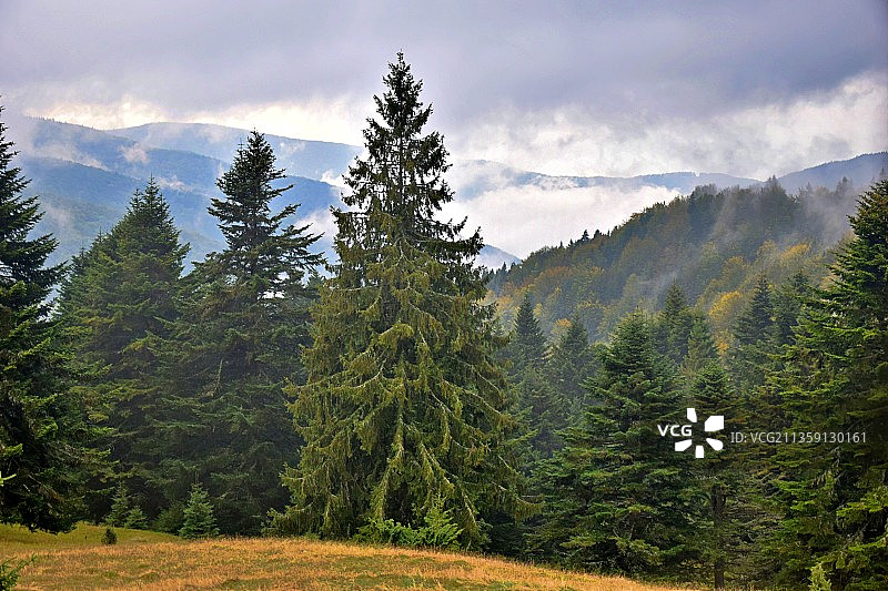 罗马尼亚米克山上的松树美景图片素材