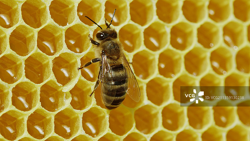 蜜蜂在蜂巢上的特写图片素材