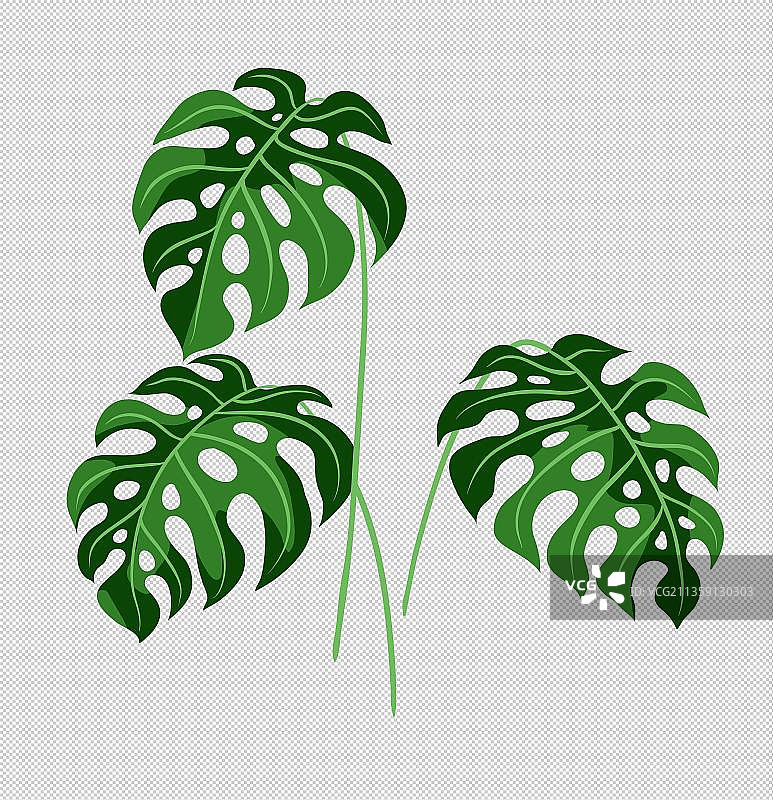 手绘绿色植物龟背竹图片素材
