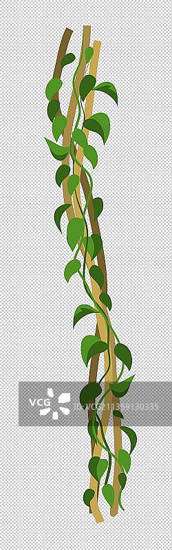手绘绿色植物绿萝图片素材