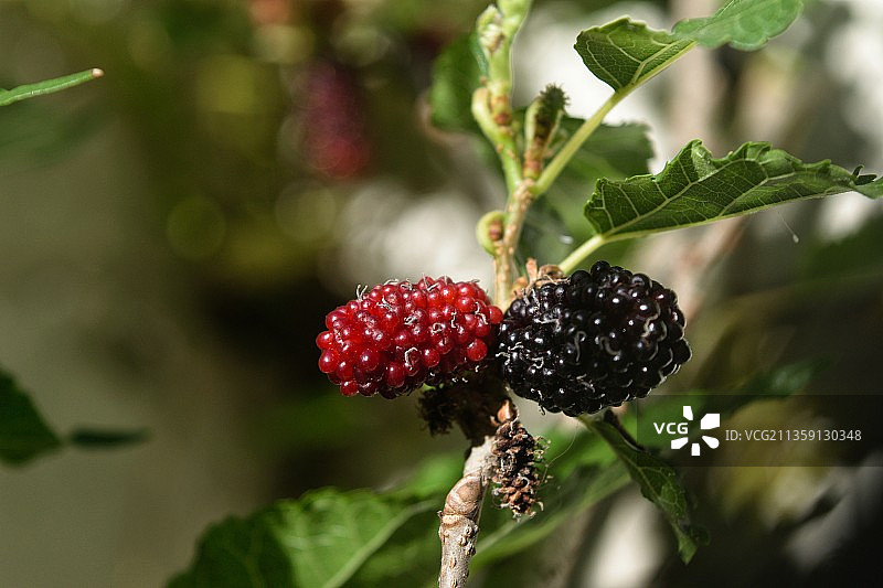 植物上生长的浆果特写图片素材