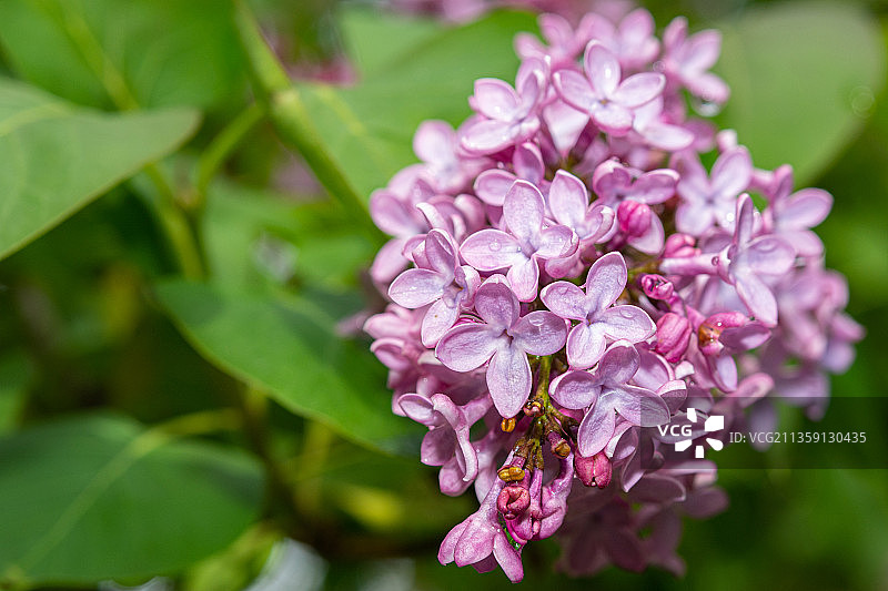 粉红色开花植物的特写图片素材