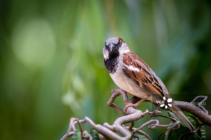 麻雀栖息在植物上，德国阿尔滕堡图片素材