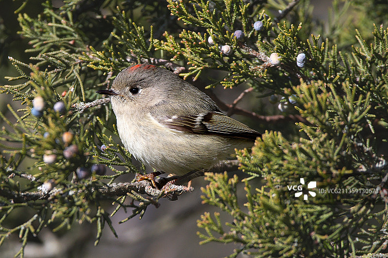 加拿大多伦多，栖息在树上的鸣雀特写图片素材