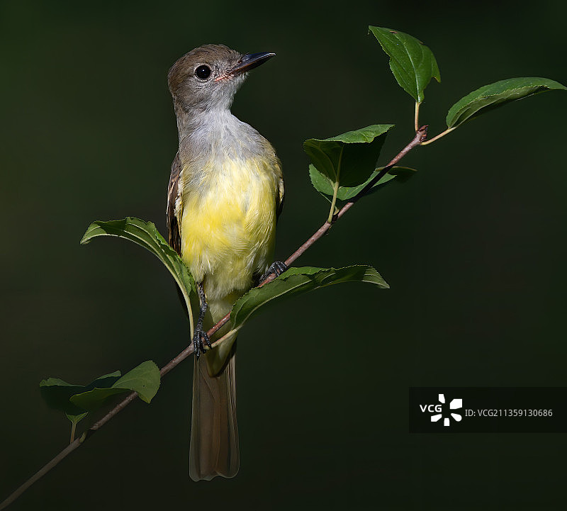 特写：歌鹟栖息在植物上，加拿安大略省伦敦图片素材