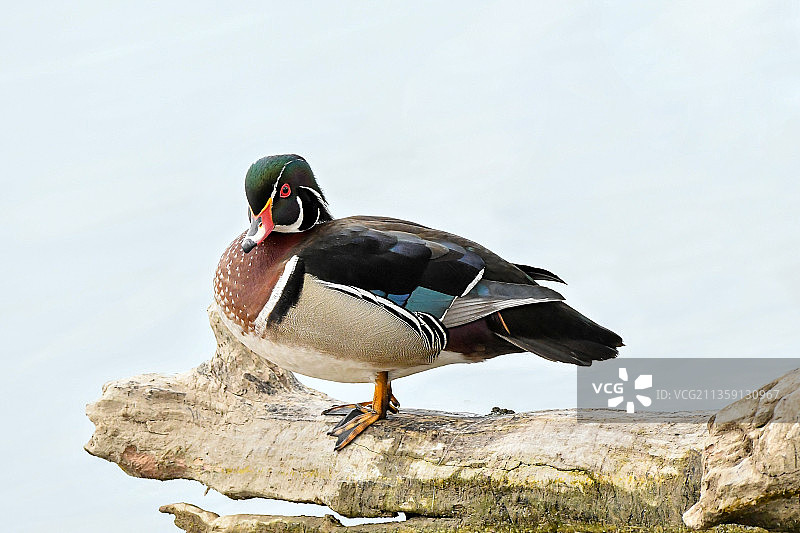 绿头鸭在加拿大安大略省伦敦岩石上的特写图片素材