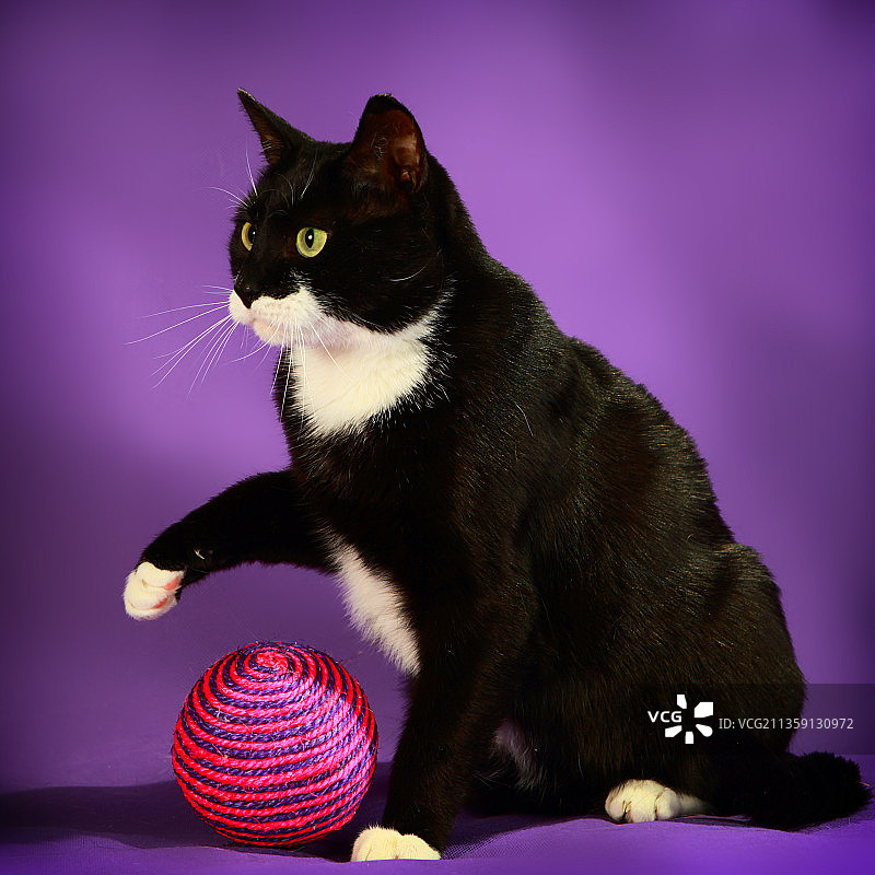 紫色背景下猫的特写图片素材