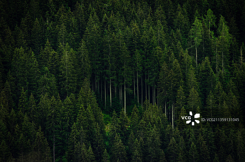 意大利贝卢诺省圣彼得罗迪卡多雷的森林松树全景图片素材