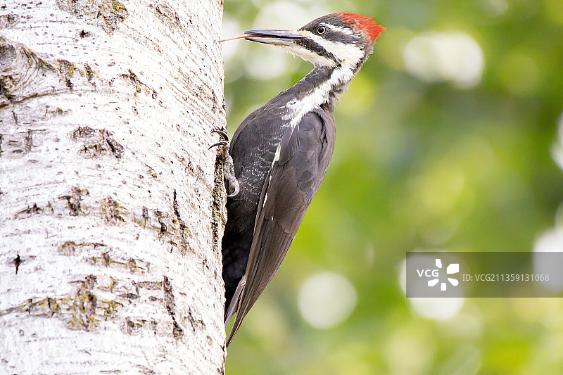 啄木鸟栖息在树上的特写，加拿大多伦多图片素材