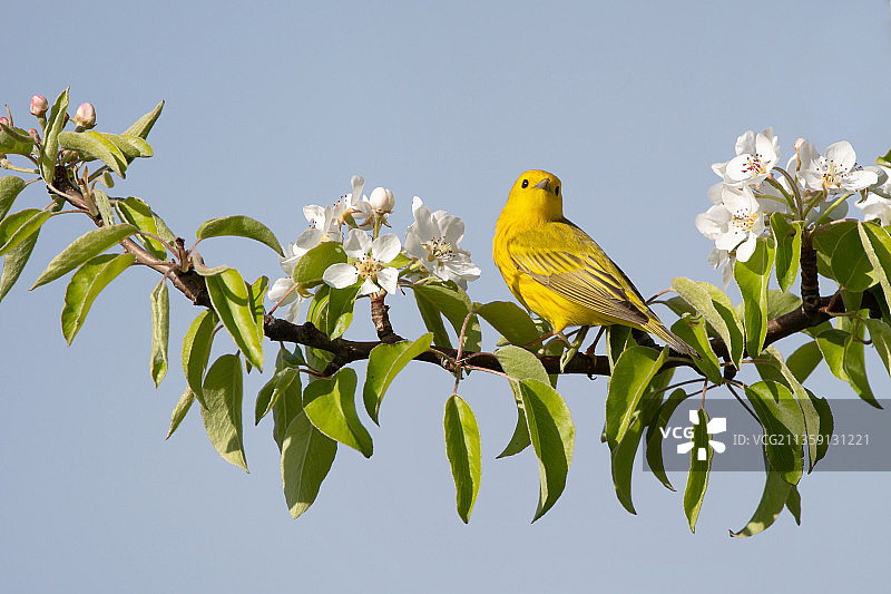 仰视停在树上的莺，加拿大的安大略省伦敦图片素材