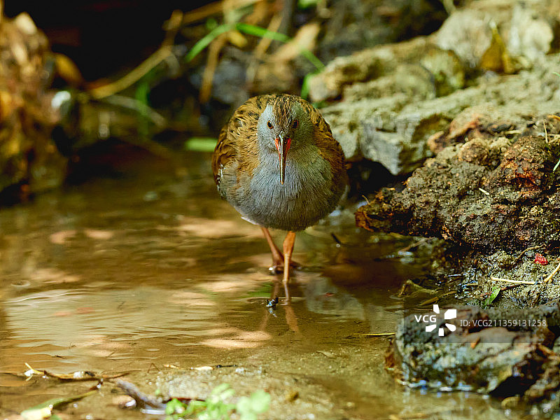 水鸟栖息在湖中岩石上的特写图片素材