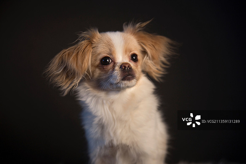 黑色背景下的纯种宠物犬（瑞典）图片素材