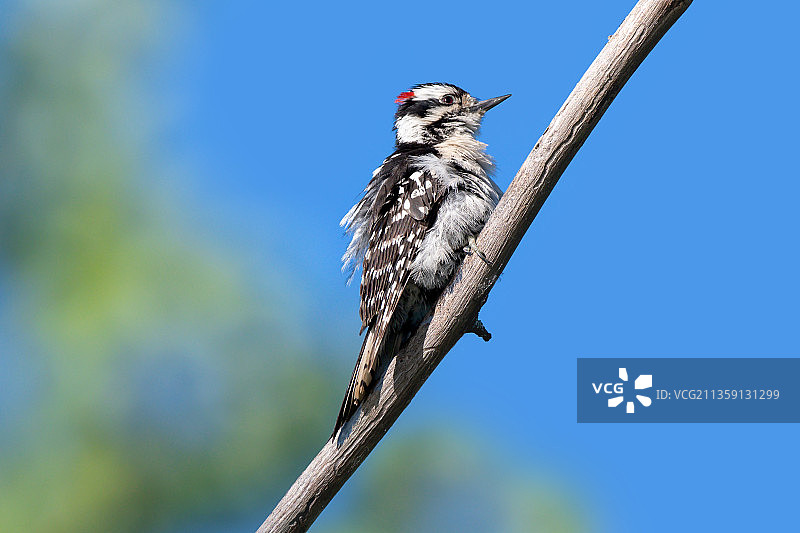 仰视视角下啄木鸟栖息在电缆上，安大略省伦敦市，加拿大图片素材