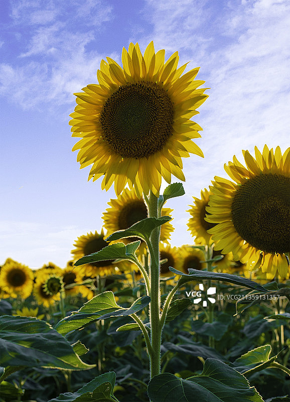 加拿大田野里向日葵特写图片素材