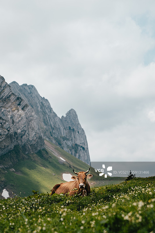 瑞士格拉鲁斯班克斯特大街的马匹吃草场景图片素材