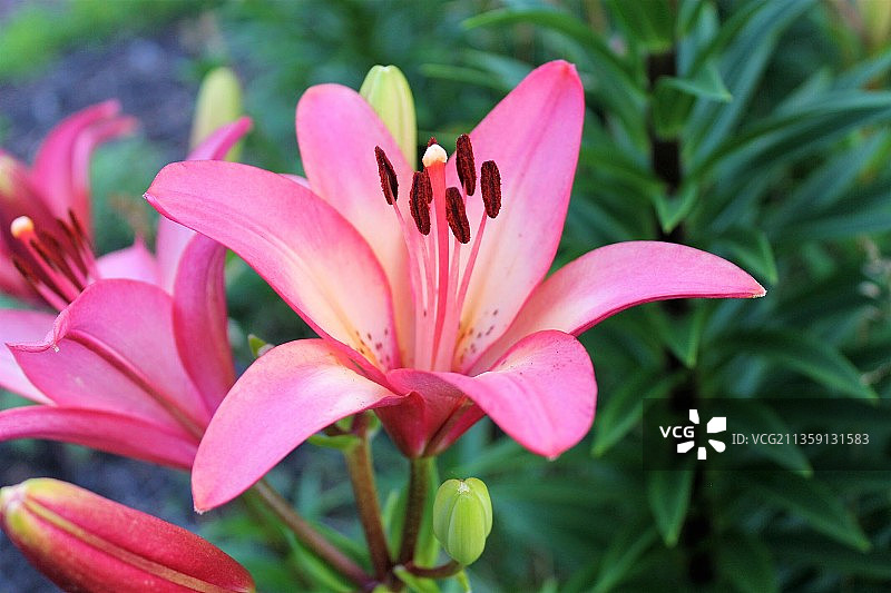 粉色百合花特写，美国宾夕法尼亚州格兰维尔镇图片素材