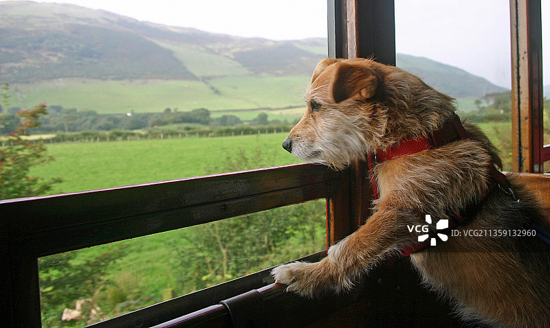 透过窗户看的狗的特写，英国图片素材