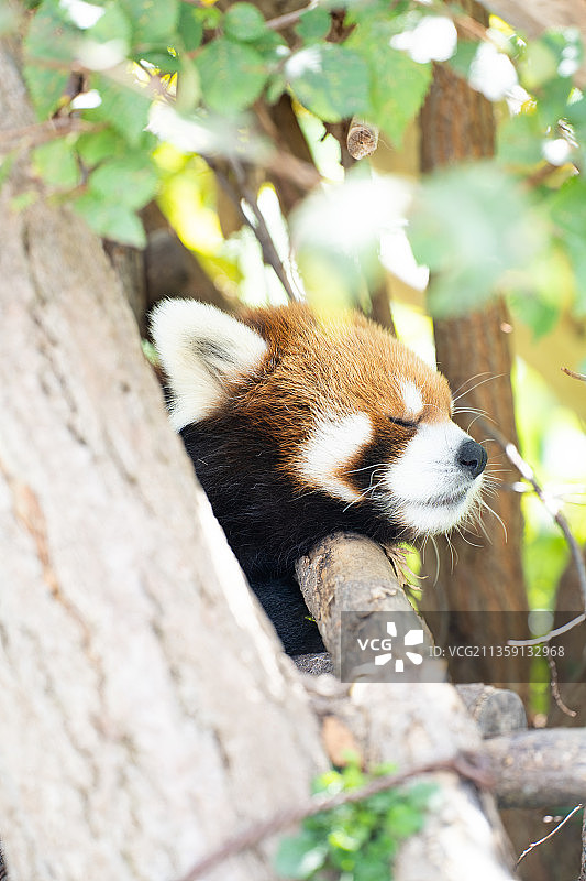 树上的考拉特写图片素材