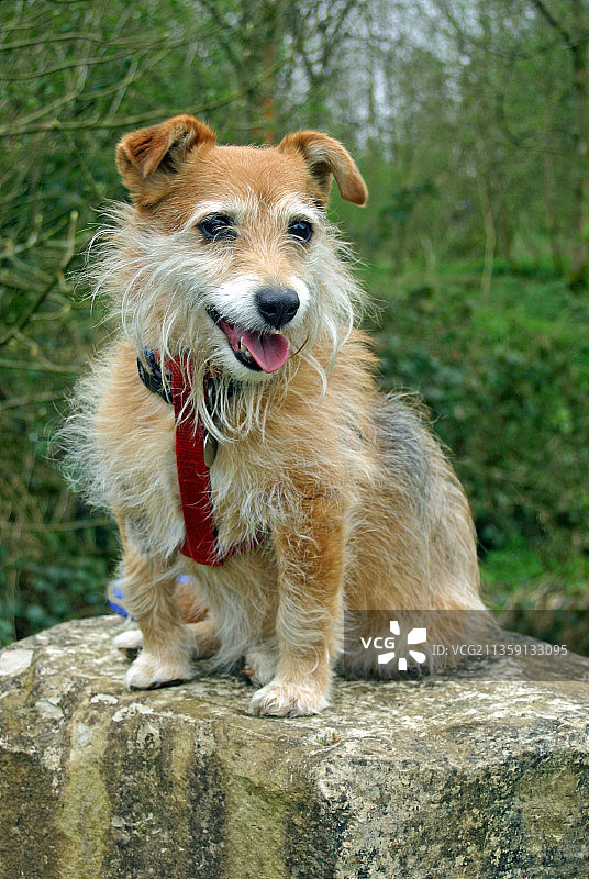 坐在岩石上的梗犬肖像，英国图片素材