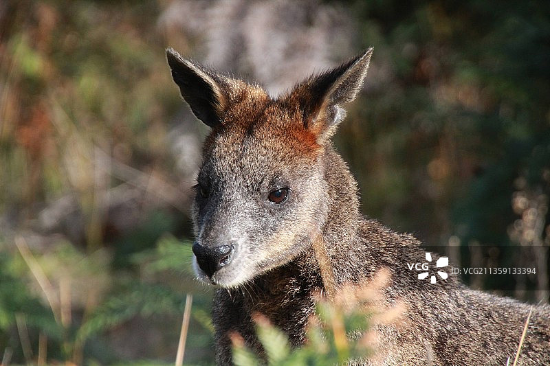 袋鼠特写，澳大利亚维多利亚州图片素材