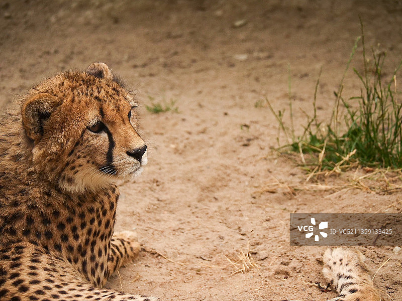 非洲猎豹坐在田野上特写图片素材