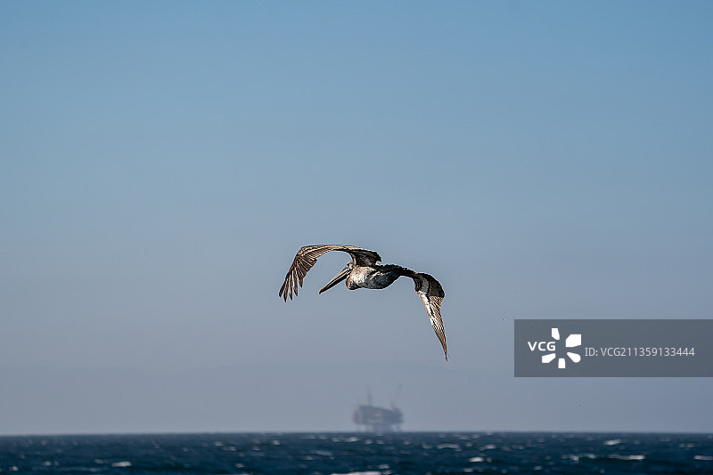 飞越石油平台的鹈鹕图片素材