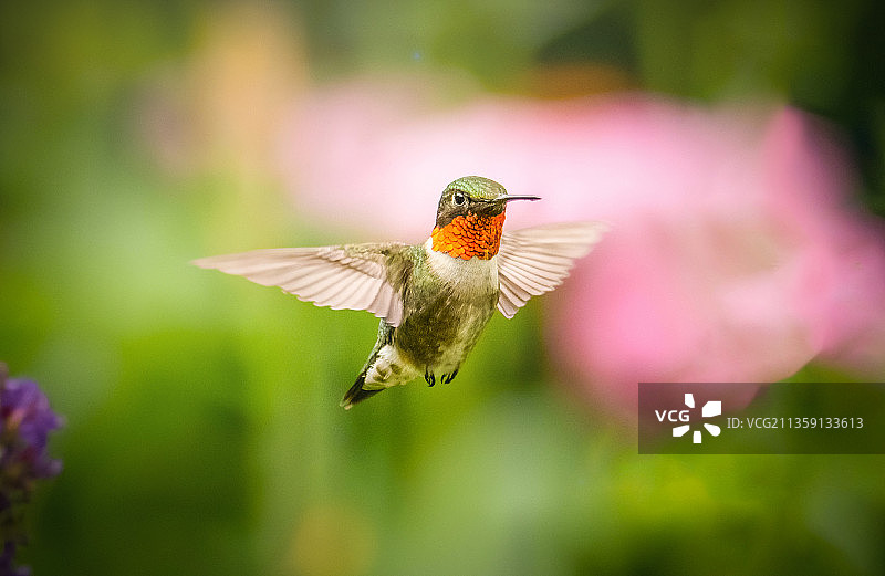 蜂鸟飞过花丛的特写，美国纽约图片素材