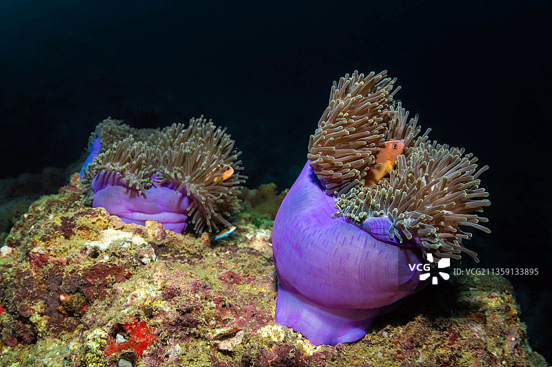 在海中游泳的公子小丑热带海水鱼特写图片素材