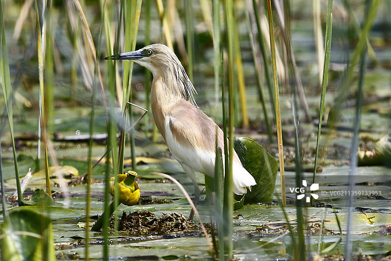 波斯尼亚和黑塞哥维那：池鹭栖息在植物上的特写图片素材