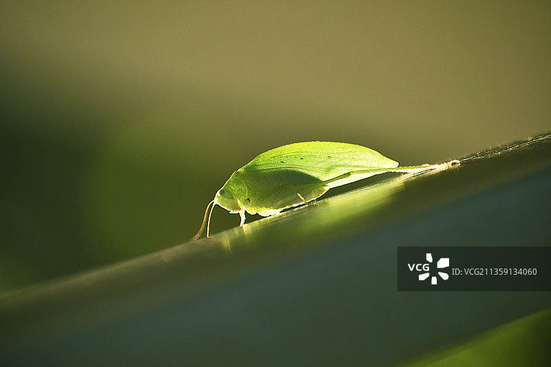 哥斯达黎加：叶子上昆虫的特写图片素材