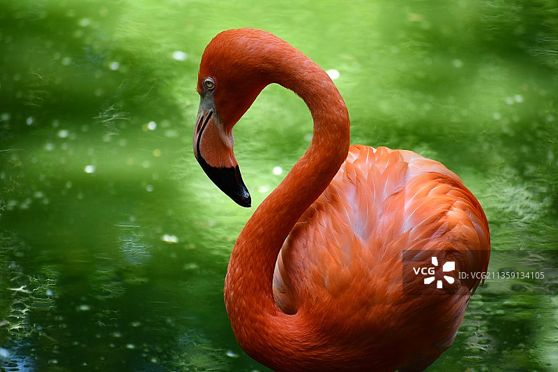 美国大火烈鸟特写，佛罗里达州，美国图片素材