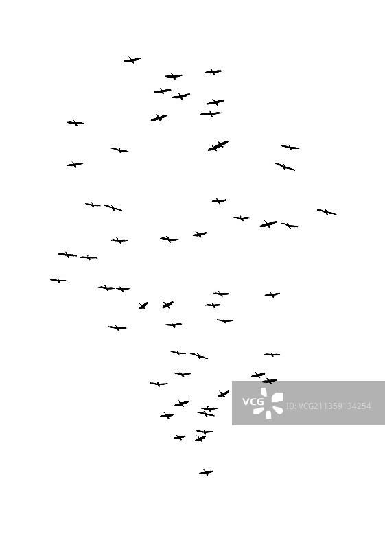 仰视天空飞鸟图片素材