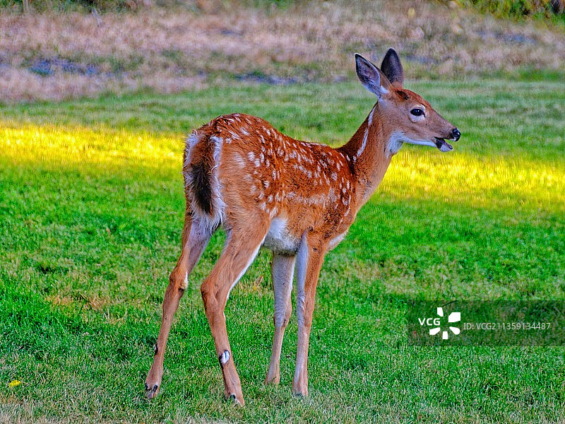 原野上站立的黇鹿全身照图片素材