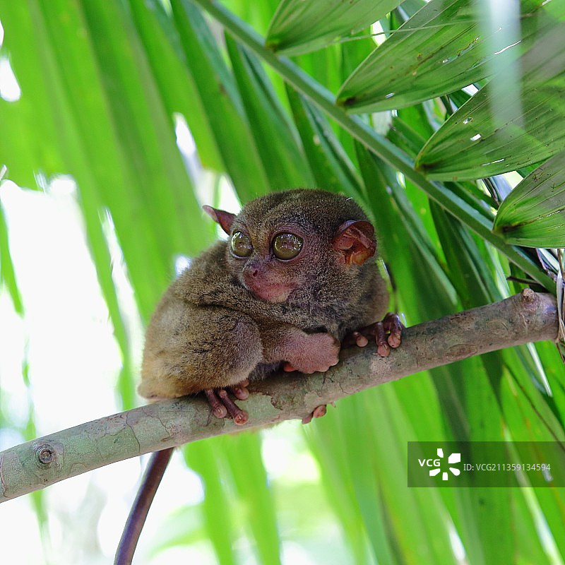 树上猴子的仰视角度图片素材