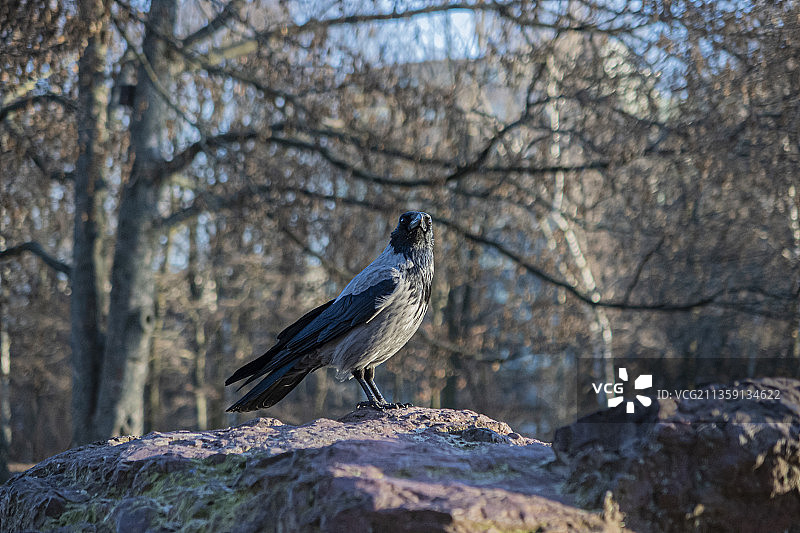 柏林岩石上的乌鸦特写图片素材