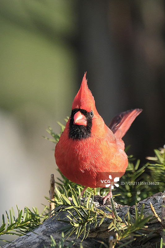 北美红雀栖息在树上特写图片素材