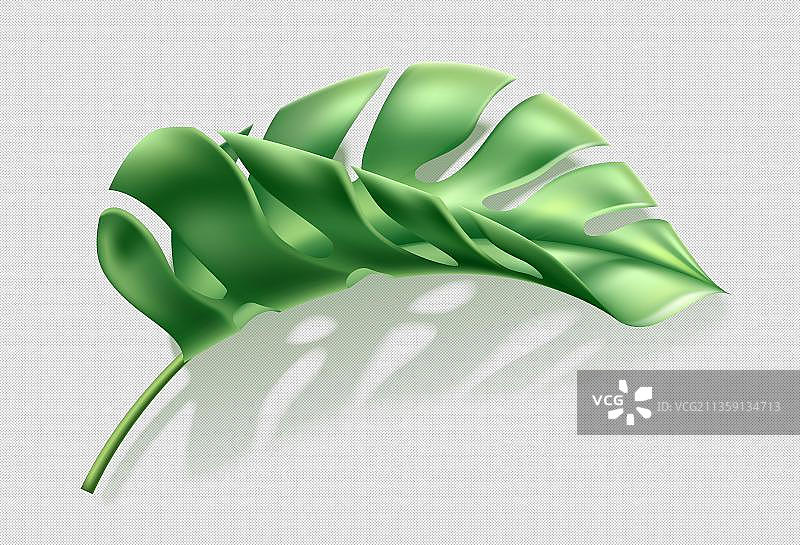 一只龟背竹手绘植物图片素材