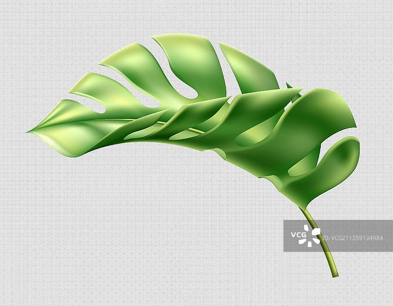 龟背竹侧面叶子图片素材