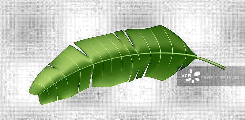 龟背竹背面元素图片素材