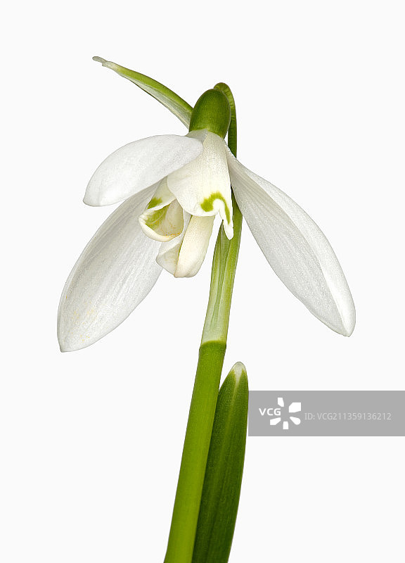 雪滴花图片素材